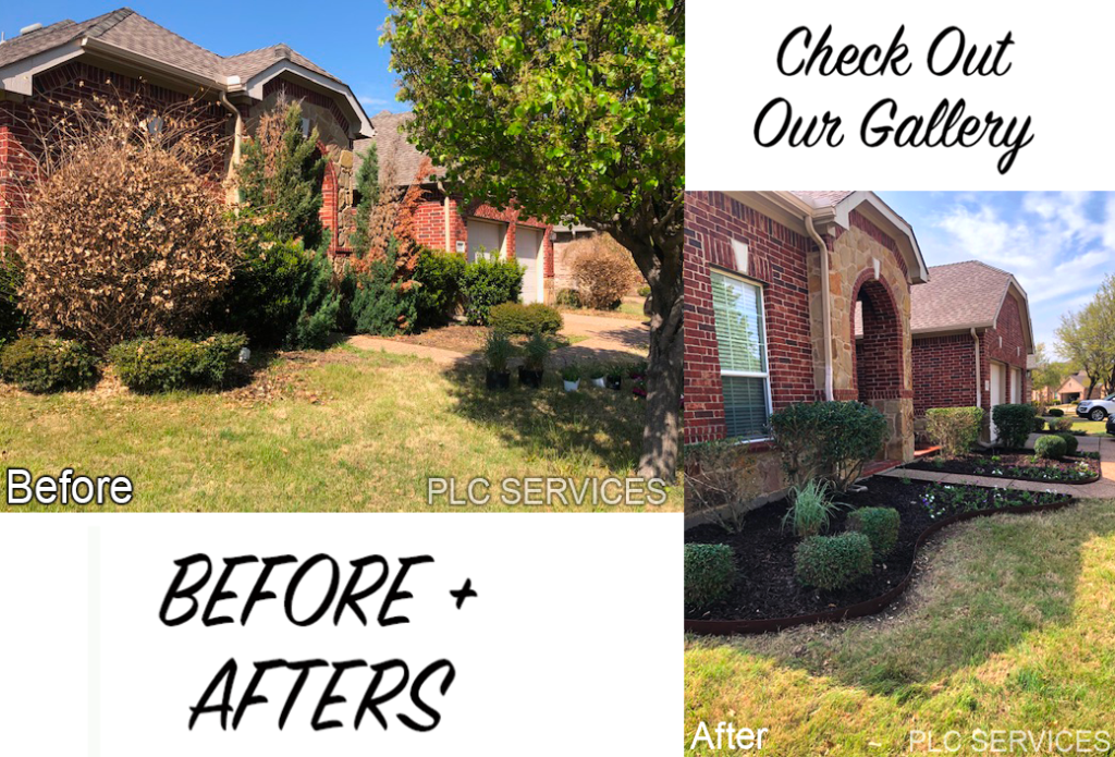 Before & After landscaping