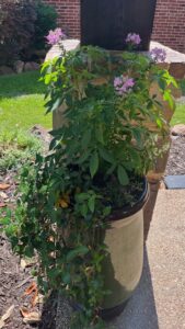 Custom Planters By PLC Services