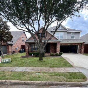 PLC Services Grayson County Tree After Sod Installation